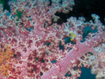Fish in Soft Coral