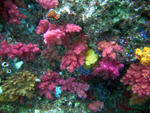 Soft COral