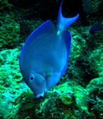 Blue Tang