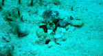 Yellowhead Jawfish with eggs