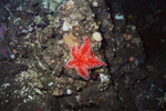 Sea Star