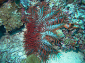 Crown-of-thorns Sea Star