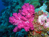 Soft Coral