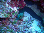 Green Moray Eel