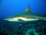 Reef Shark